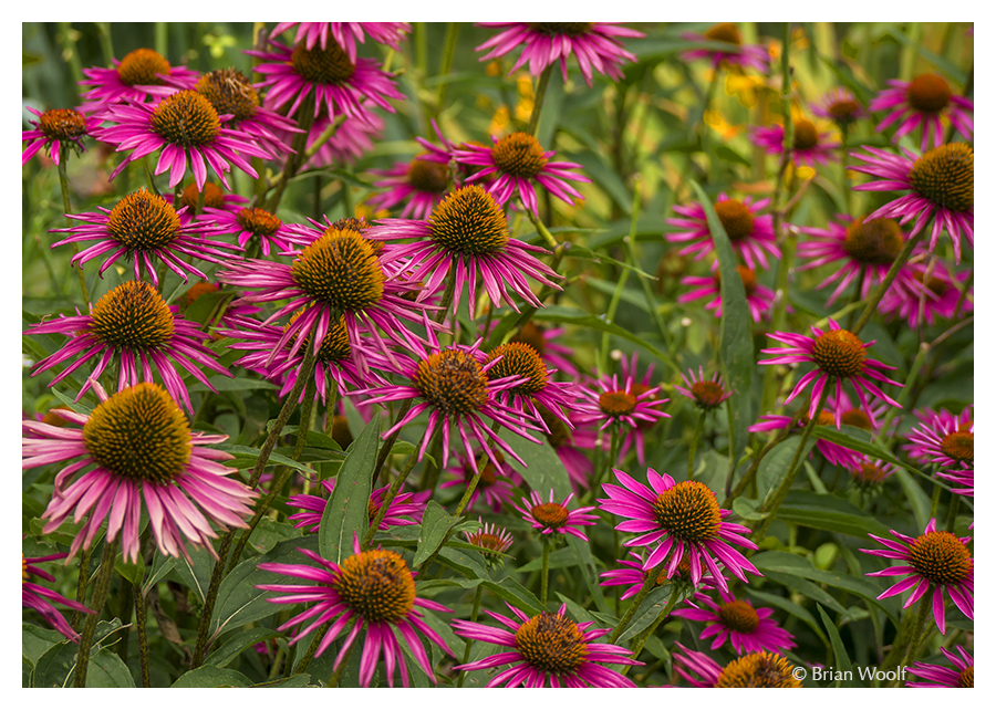 Cone Flowers